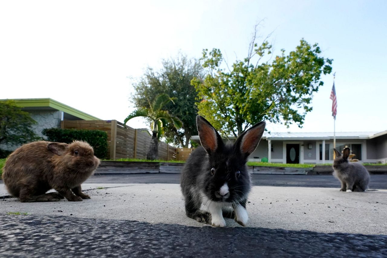 Fuzzy invasion of domestic rabbits has a Florida suburb hopping into a ...