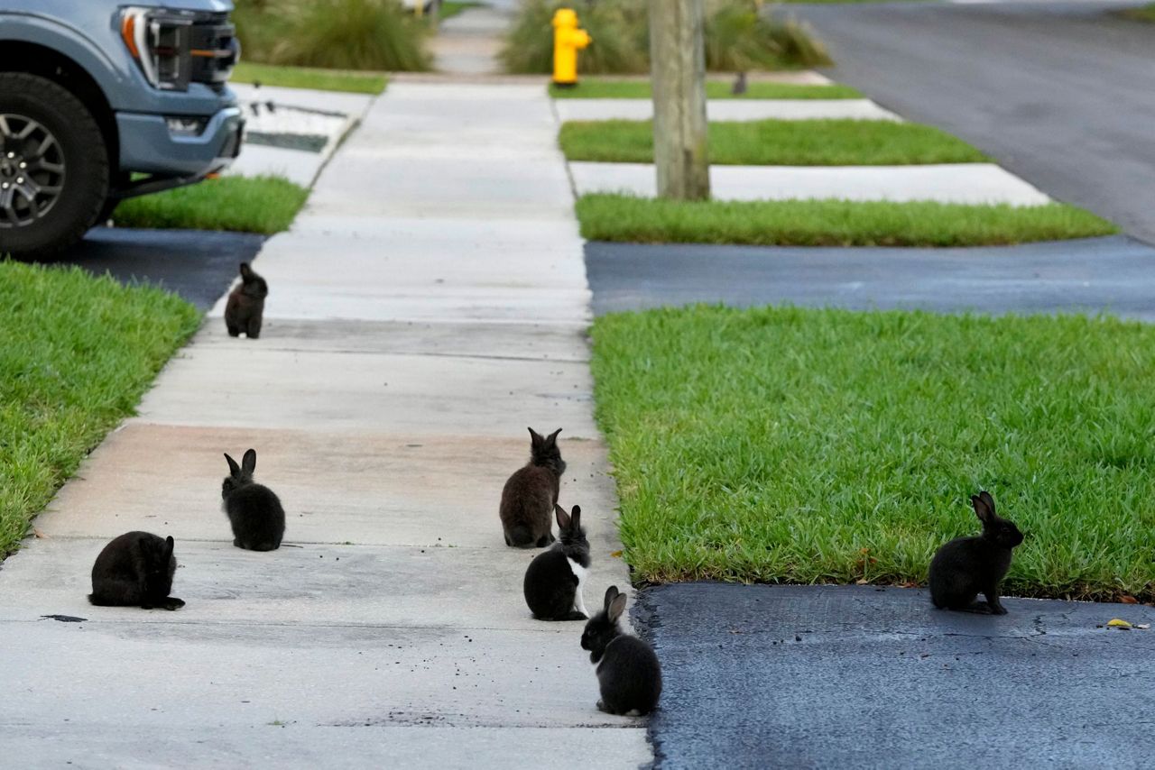 Fuzzy invasion of domestic rabbits has a Florida suburb hopping into a ...