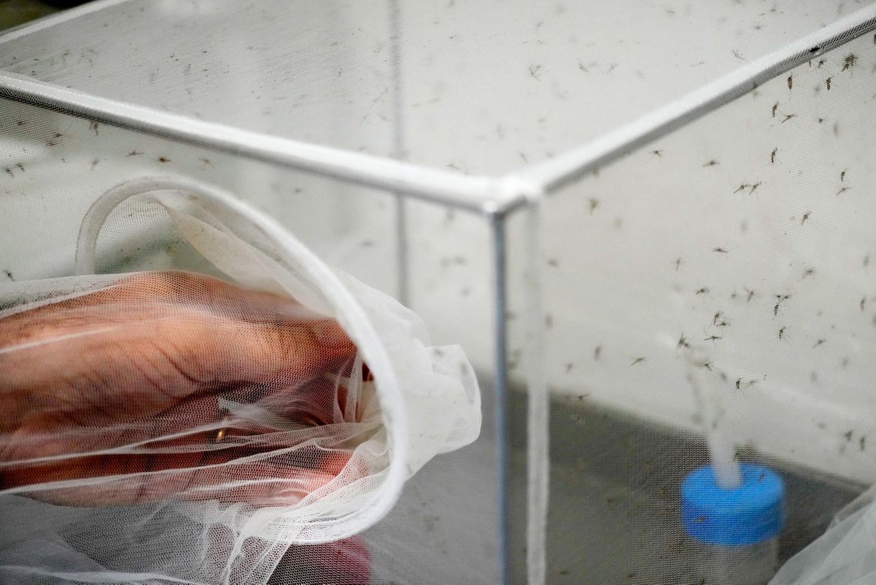 As Europe warms, Italy sees West Nile virus spread farther and longer