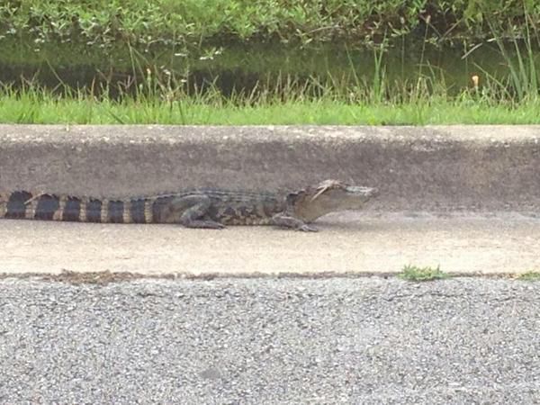 Alligator Spotted in Jacksonville