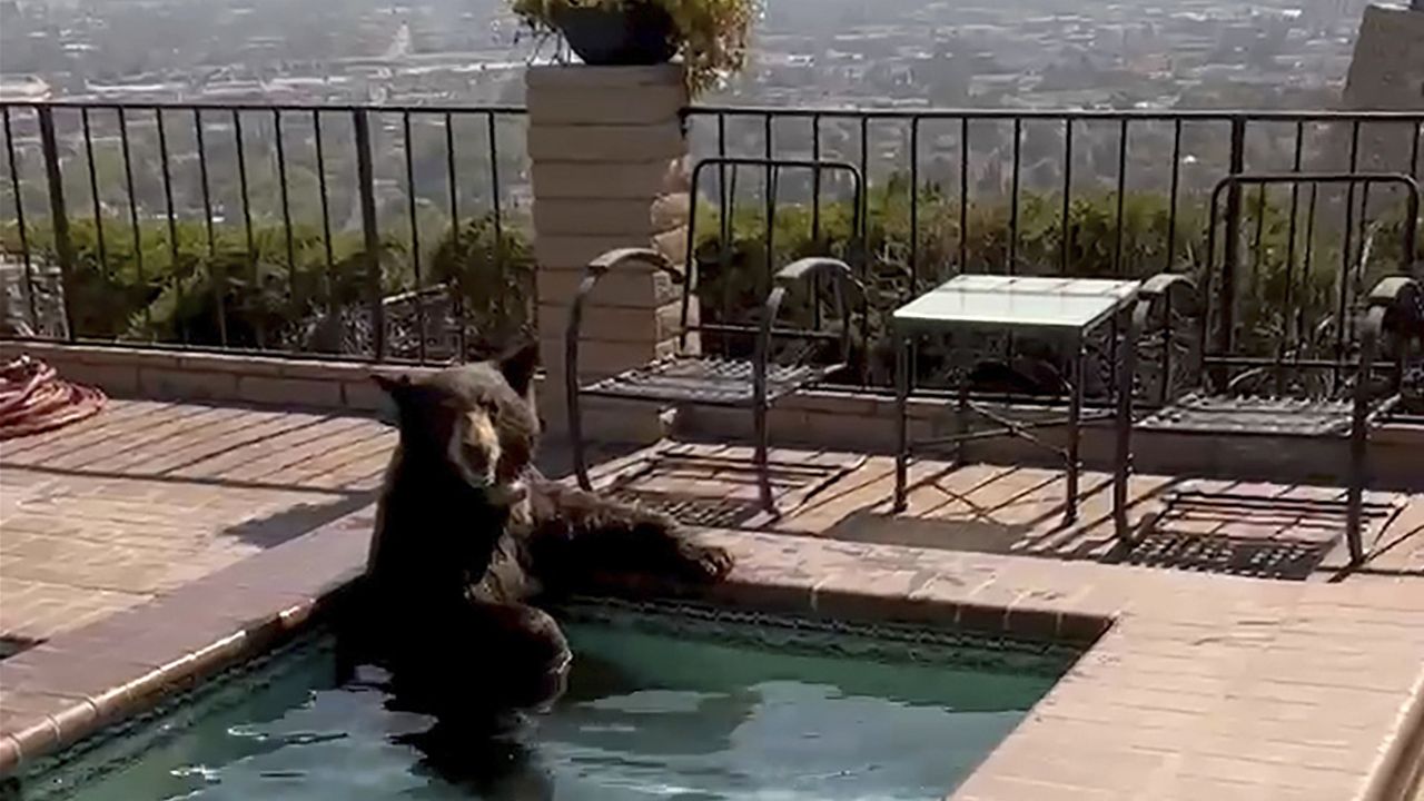 In this image taken from video provided by the Burbank Police Department, a bear sits in a jacuzzi in the city of Burbank, Calif., on Friday, July 28, 2023. (Burbank Police Department via AP)