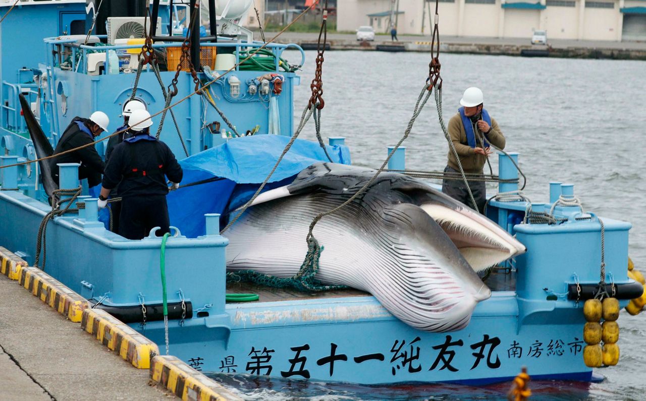 Japan resumes commercial whaling, seen as face-saving end