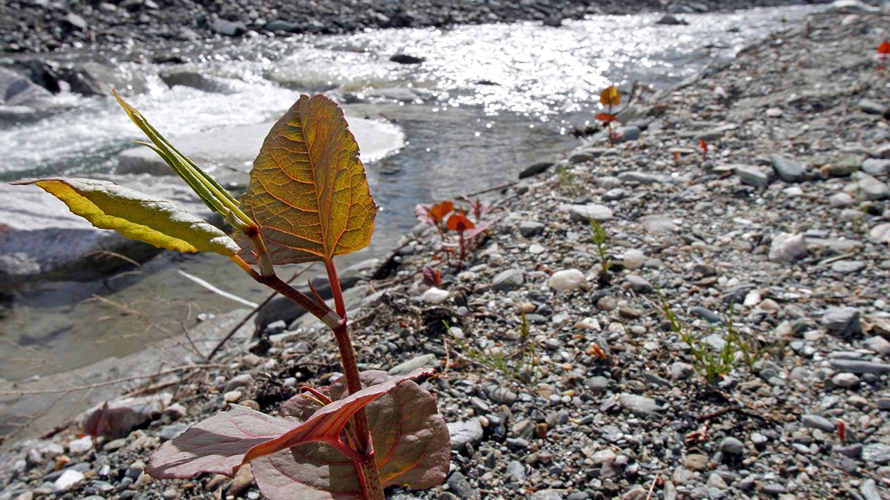 Japanese Knotweed