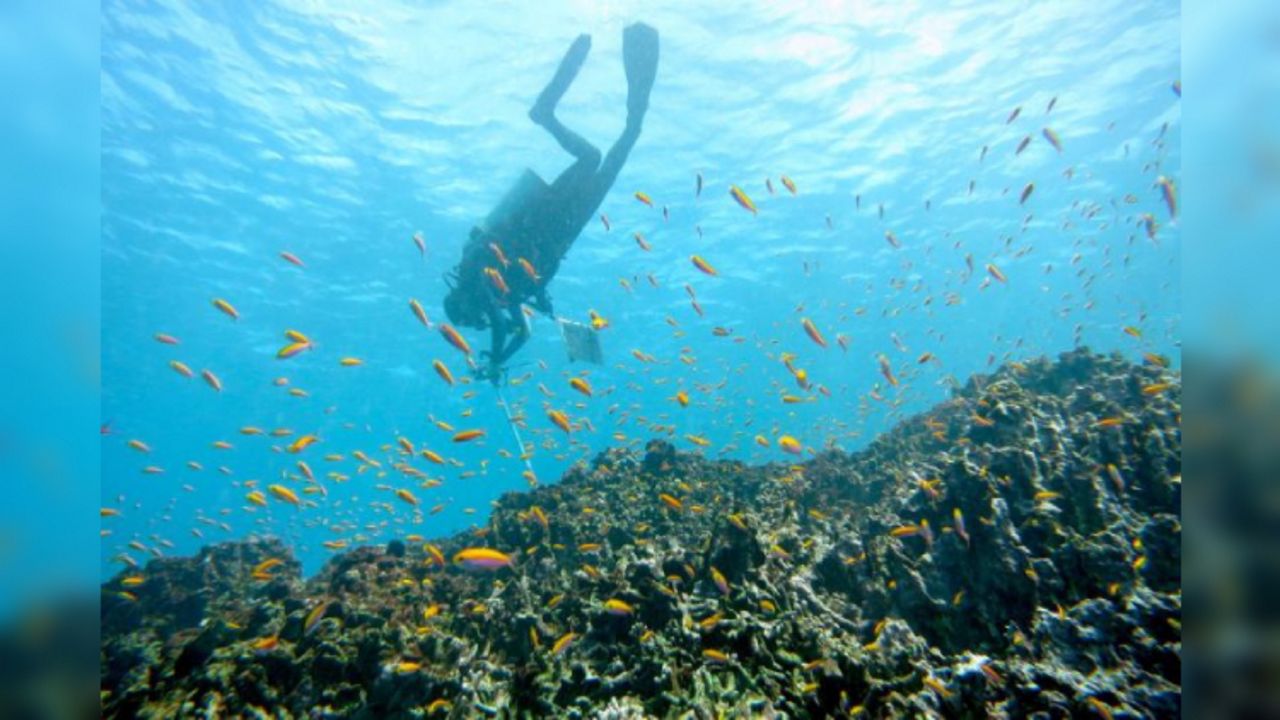 A diver surveys coral reef fish species at Jarvis Island in the Pacific Ocean. (Photo courtesy: NOAA Fisheries/Kelvin Gorospe)