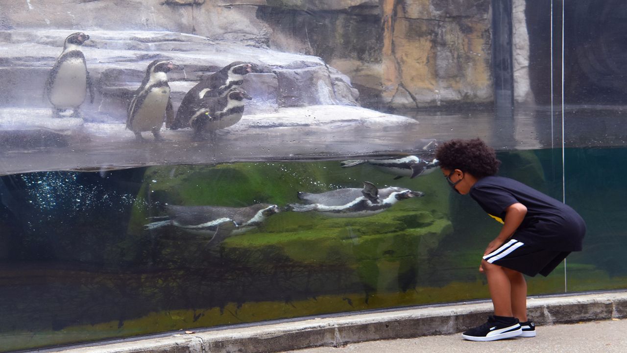 A boy views penguins at the Akron Zoo