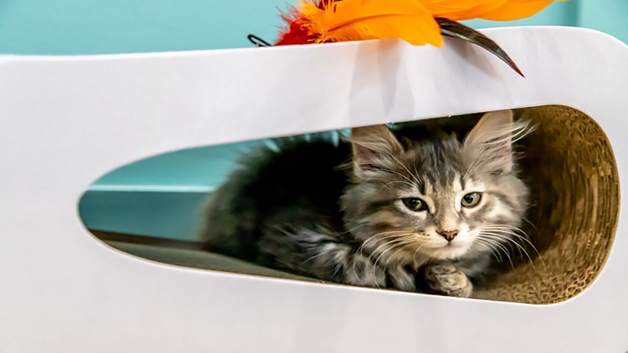 Photo of a cat at the Cat Cafe