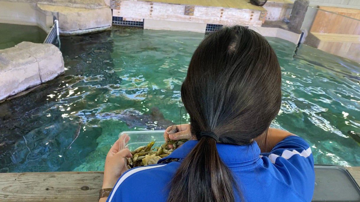 Jessica Nishimoto feeds Mahi Mahi. (Spectrum News 1/Robin Richardson)