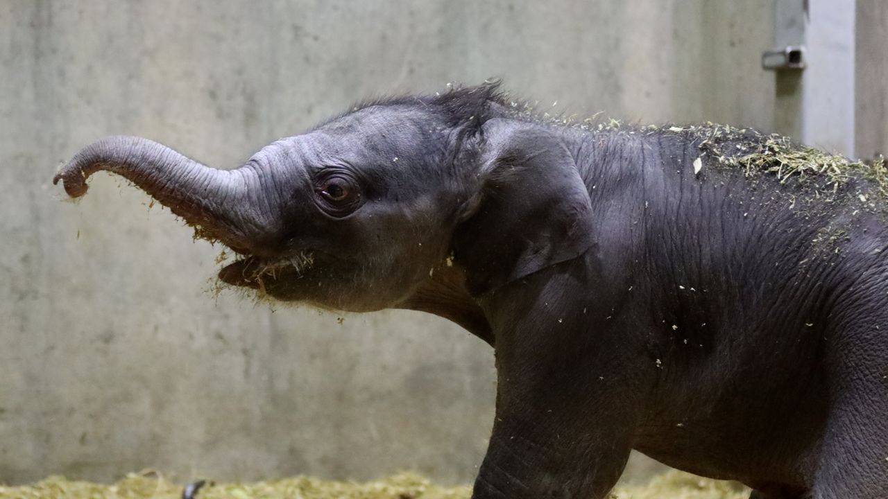 Jet, the newest Asian elephant at the Saint Louis Zoo