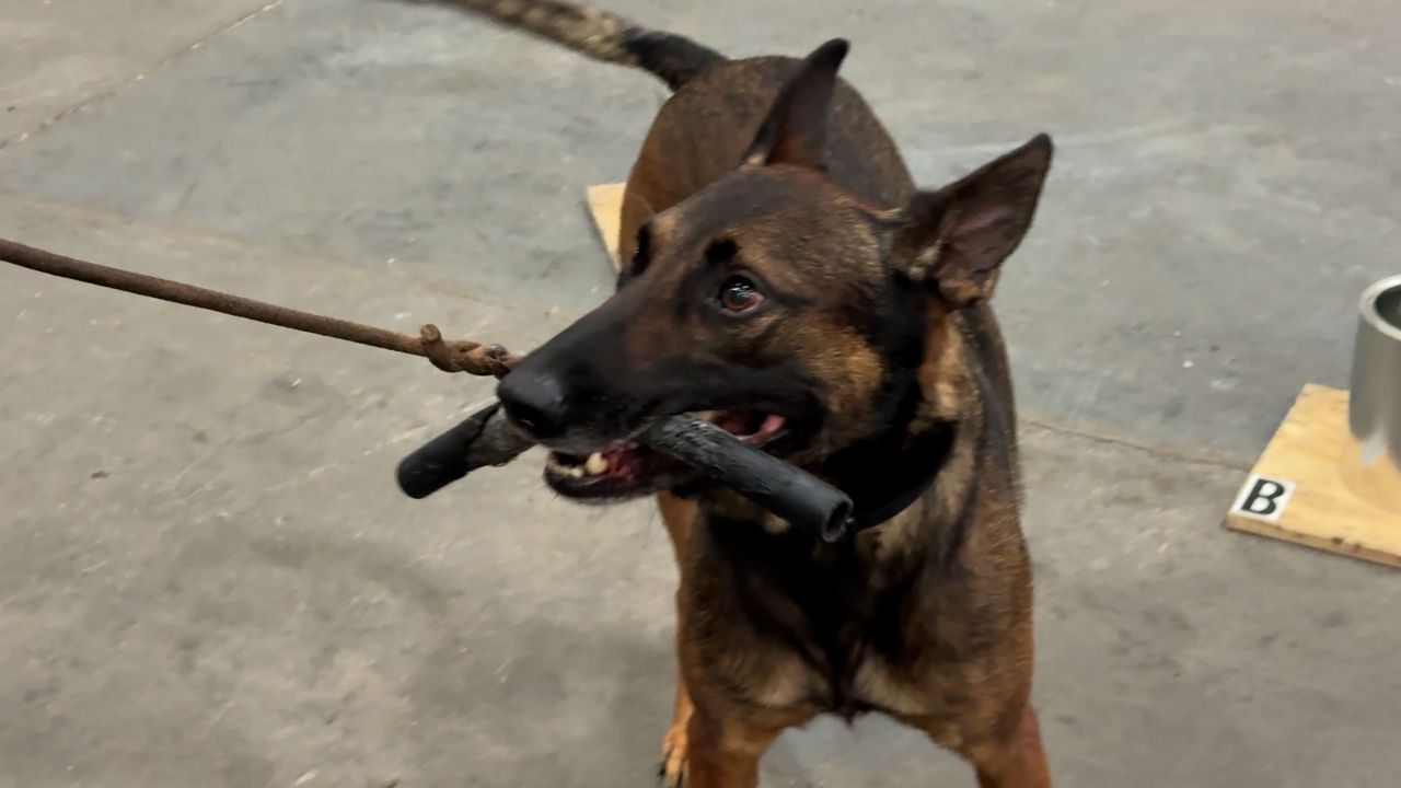 Dog