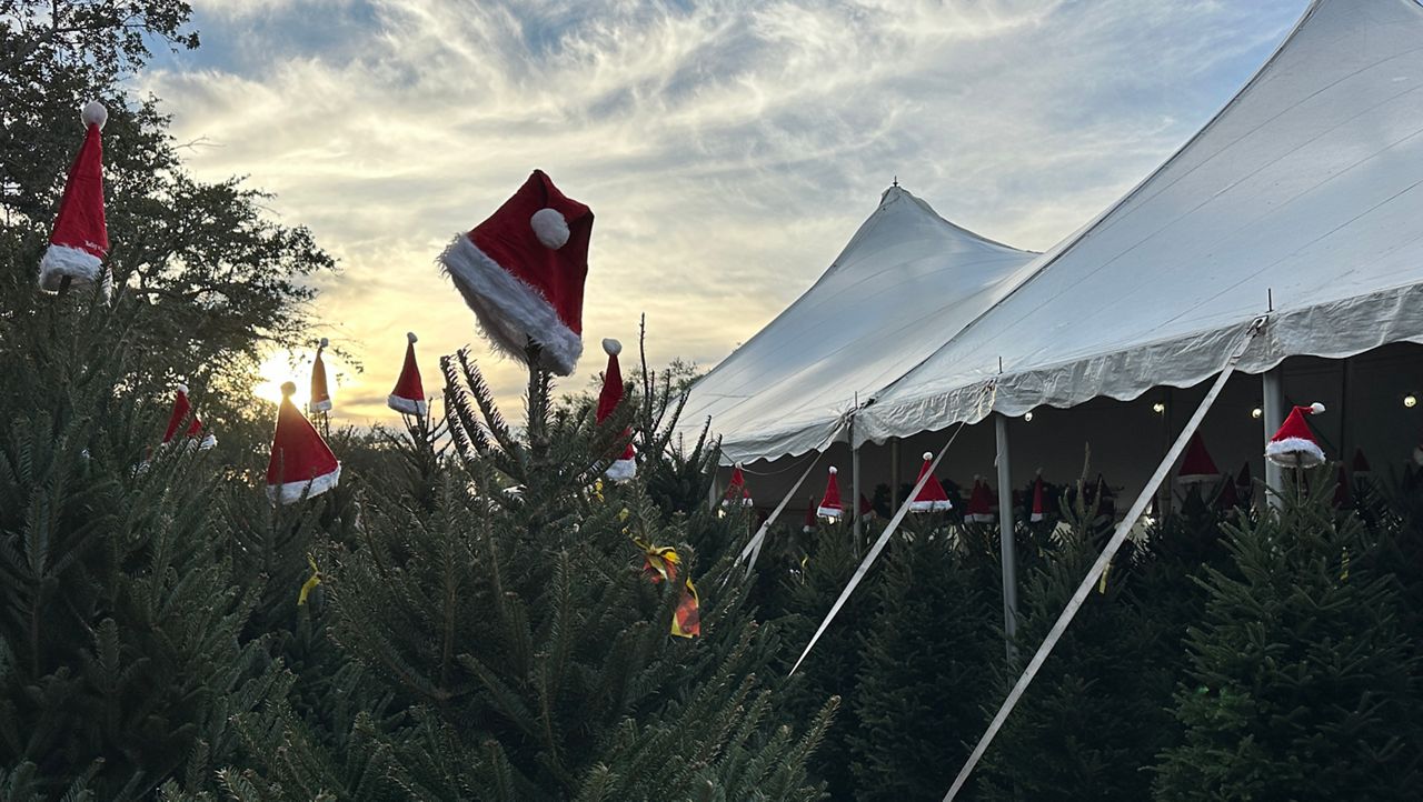 Kelly's Christmas Trees helps families keep their holiday traditions alive
