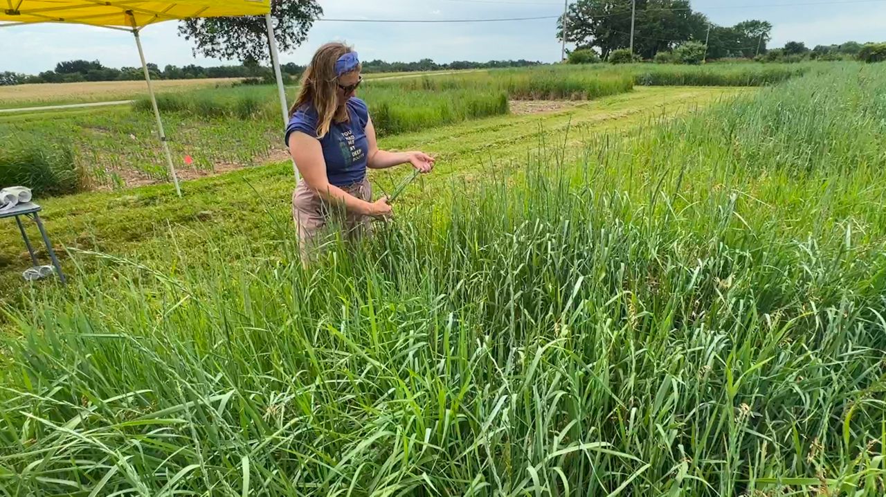 Michael Fields Agricultural Institute testing newer type of grain