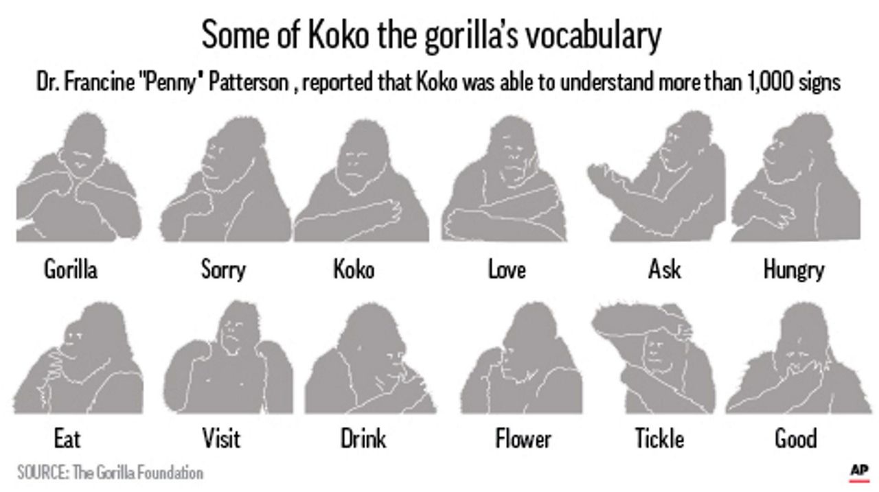 Koko, the gorilla who knew sign language, dies at 46