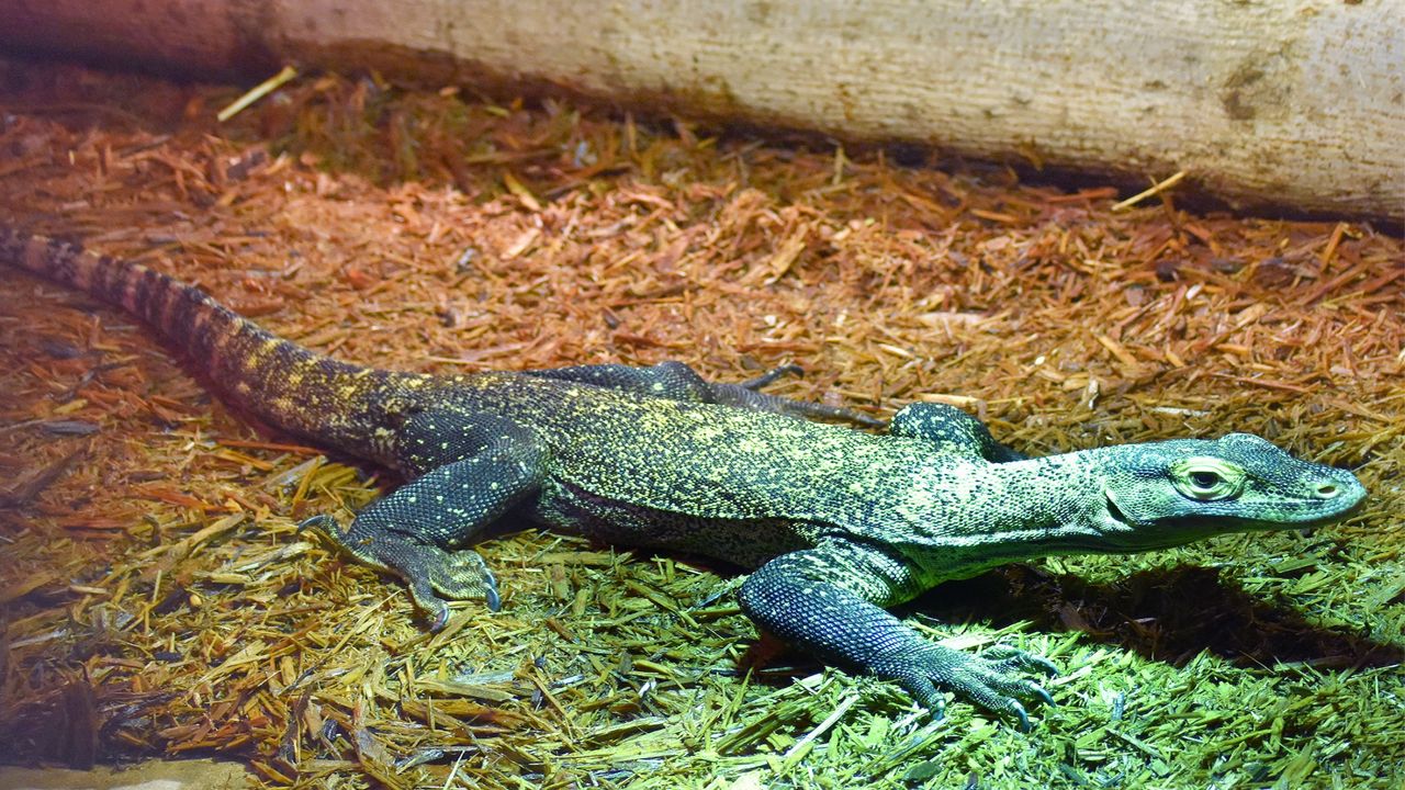 a green and blue Komodo dragon under a light