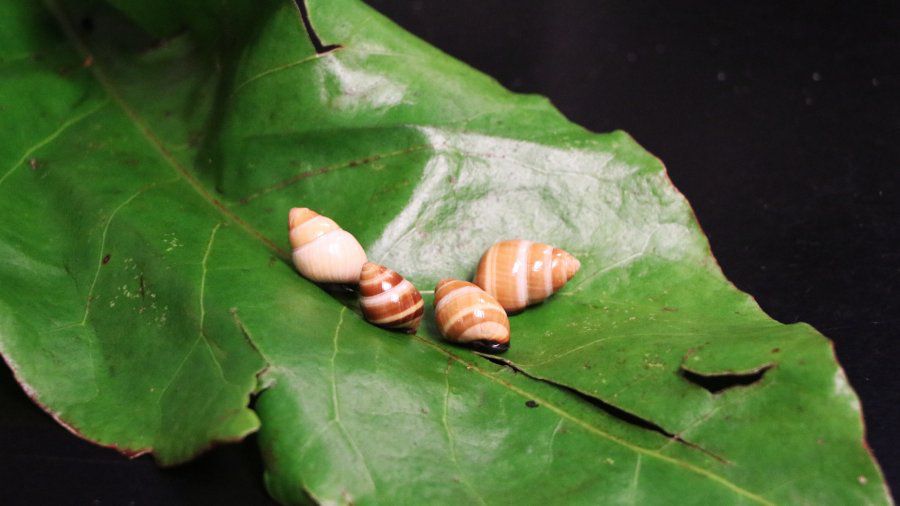 In the Year of the Kahuli, thousands of rare and endangered native Hawaiian snails were transported to a spacious new home that will have room to accommodate more species. (Photo by the Department of Land and Natural Resources)