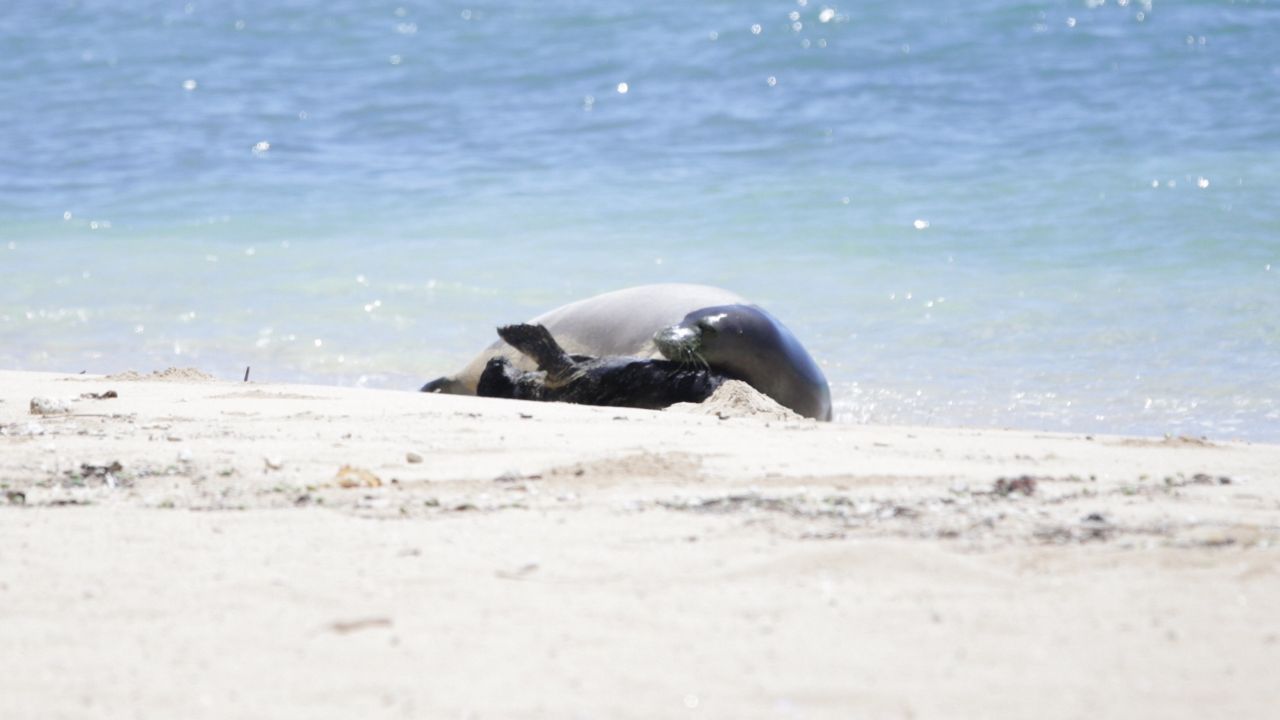 Kaiwi and her monk seal pup at Kaimana Beach. (Spectrum News/Brian McInnis)