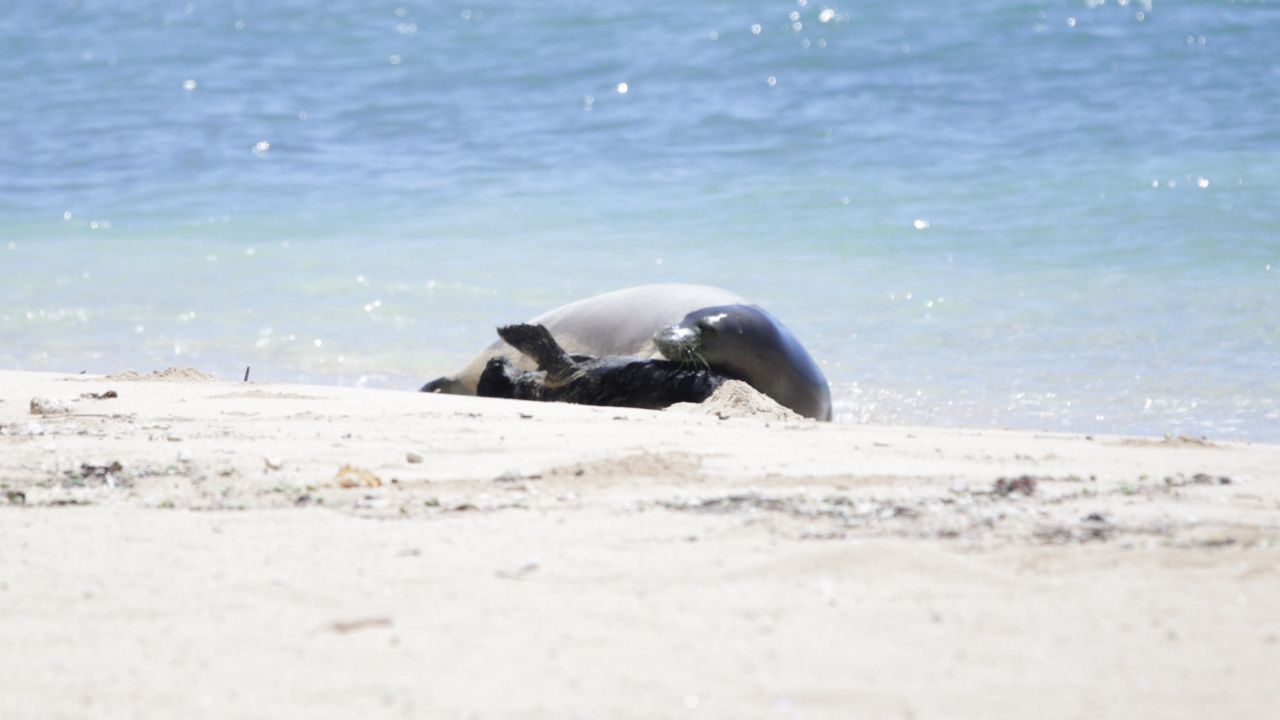 The sex of the monk seal born at Kaimana Beach is identified