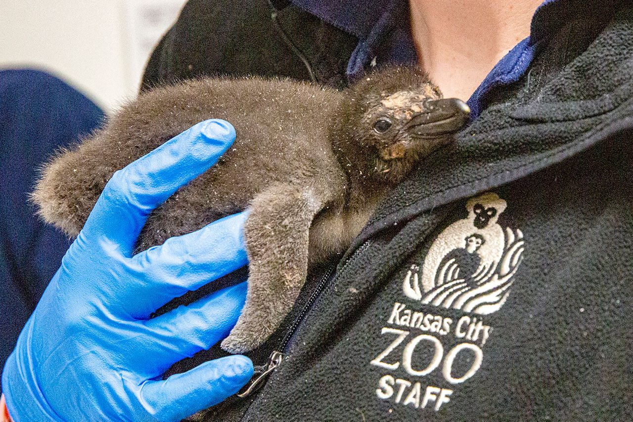 8 macaroni penguins hatch at Kansas City Zoo