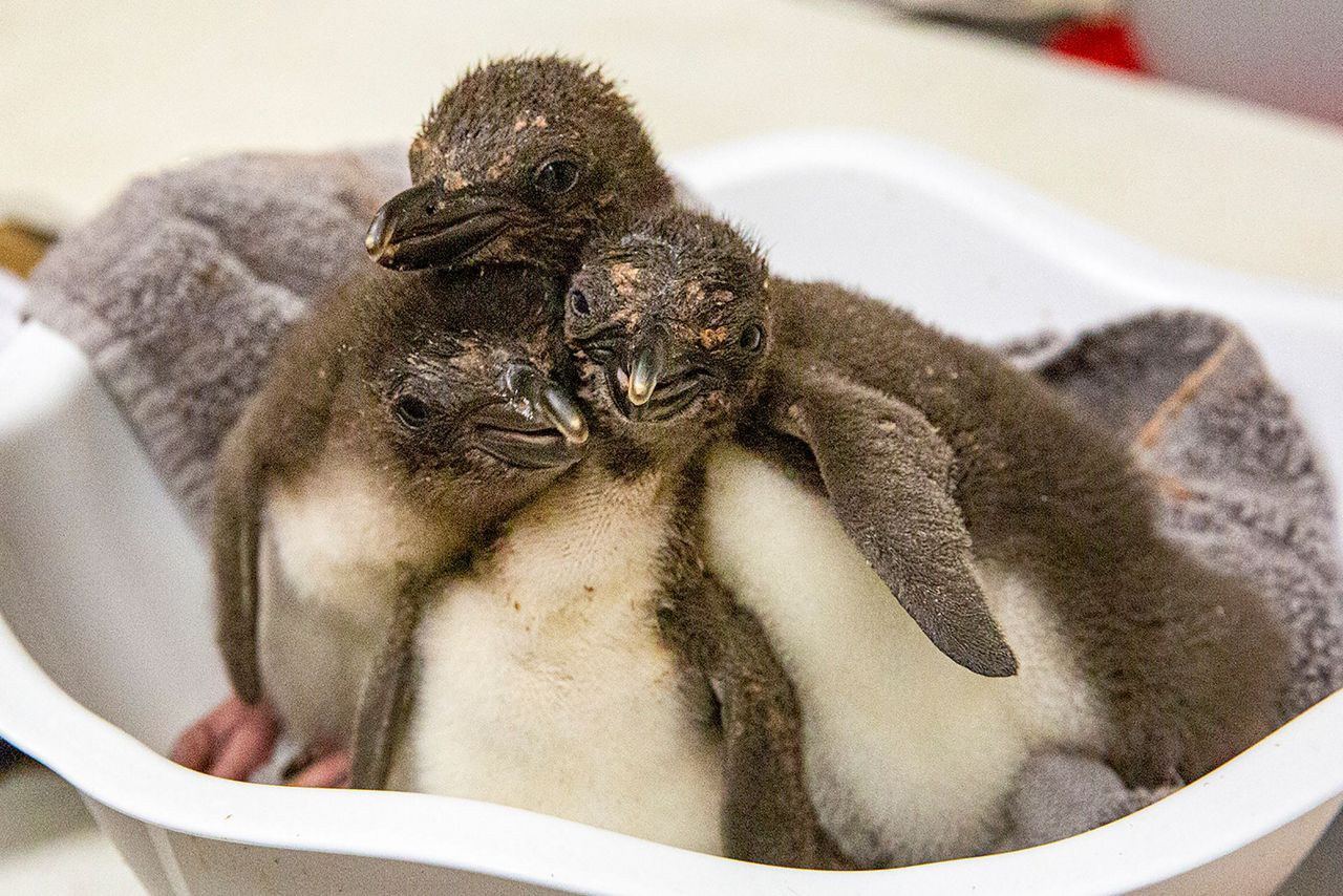 8 macaroni penguins hatch at Kansas City Zoo