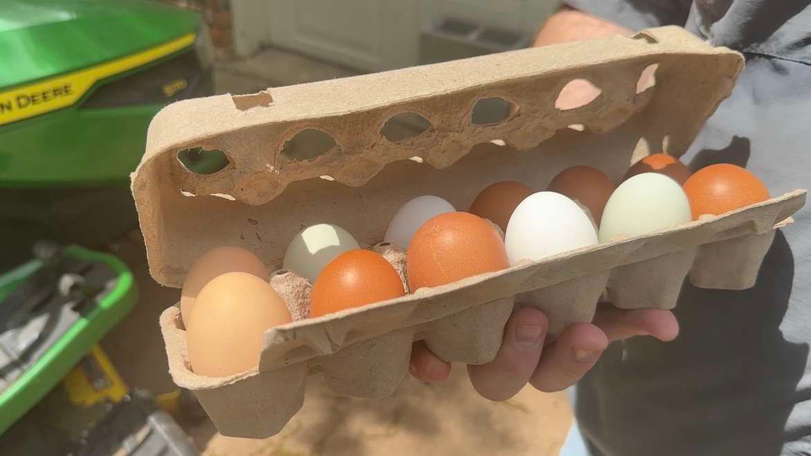 Egg prices down in Texas compared to last year