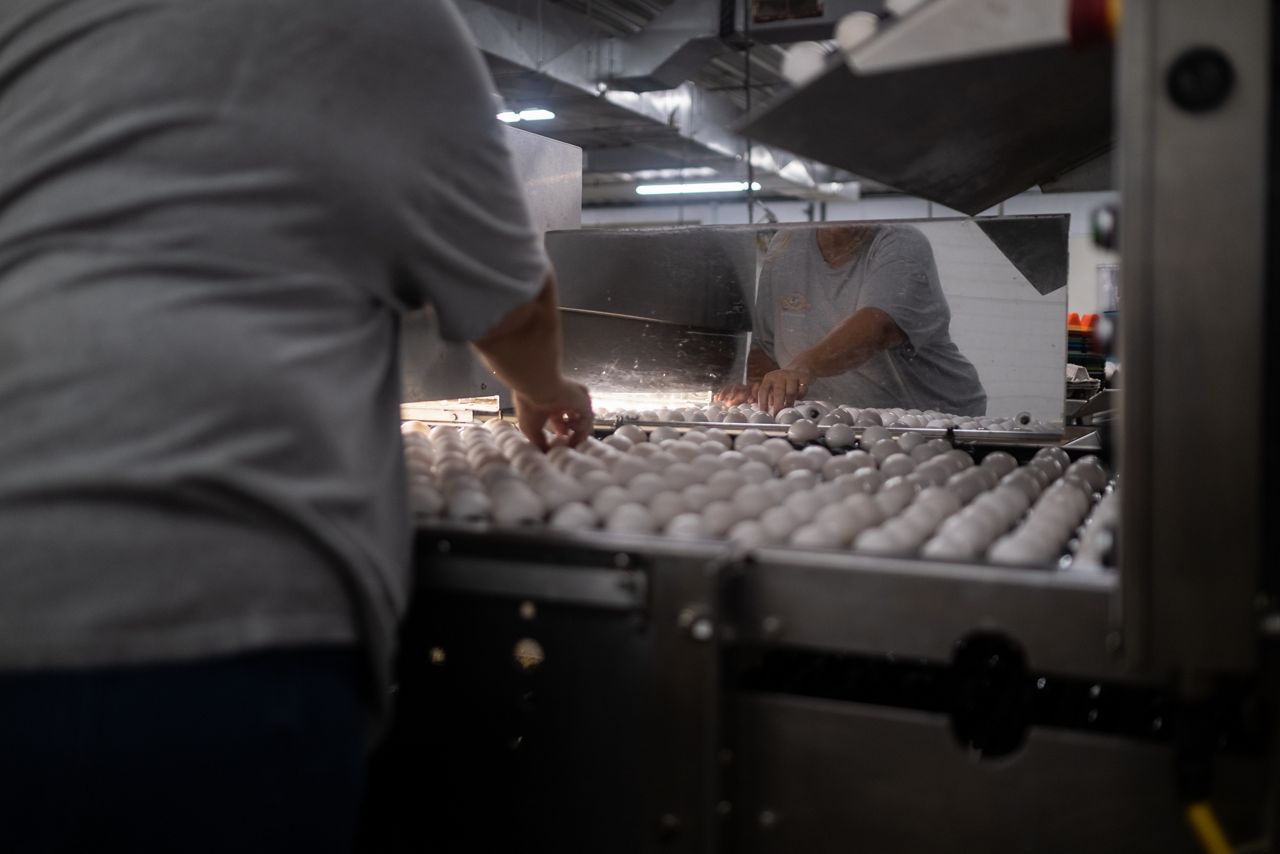 Upstate NY farmer explains different types of eggs