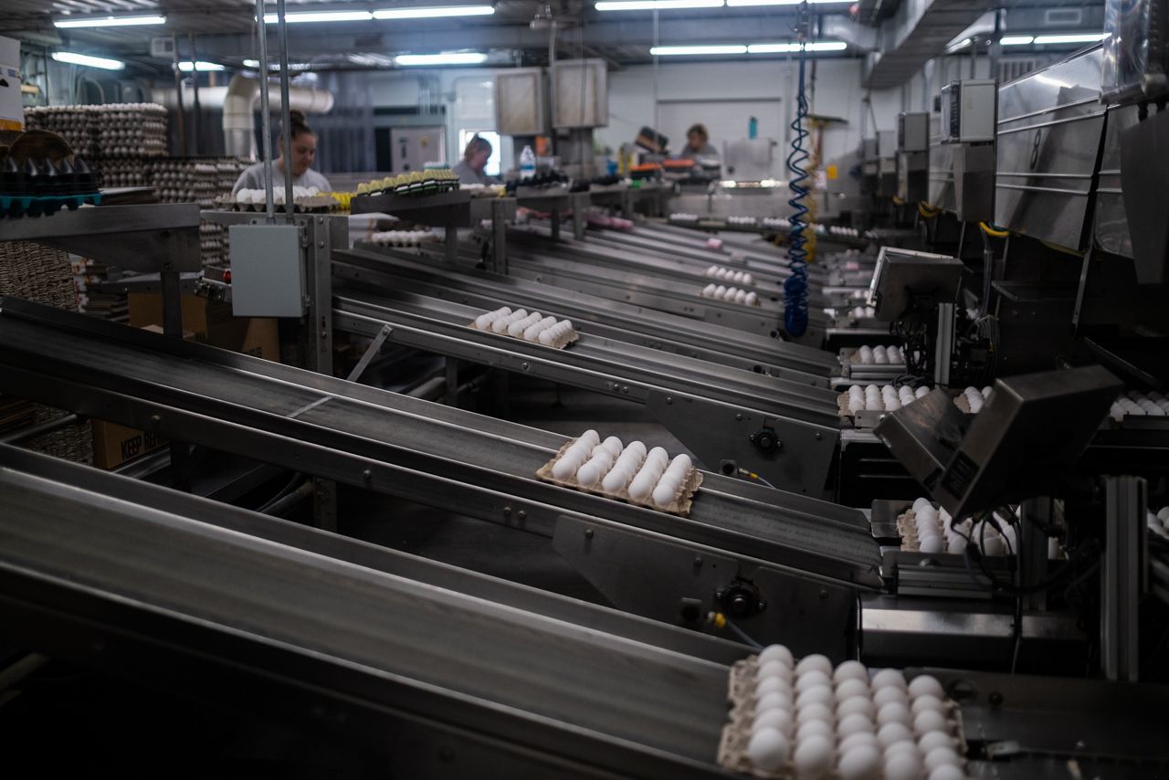 Upstate NY farmer explains different types of eggs