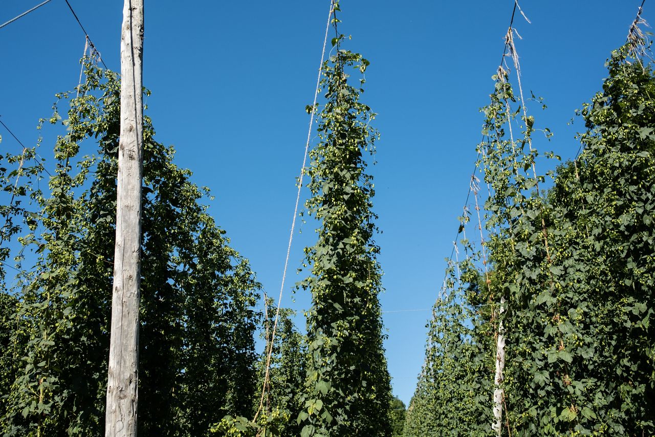 How New York hops are prepared for the brewing process