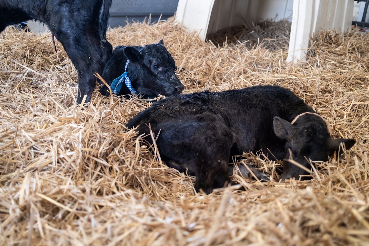 Particle size matters for high-straw dry cow diets by Casey Havekes -  Southwest New York Dairy, Livestock & Field Crops Program - Cornell  University - Cornell Cooperative Extension