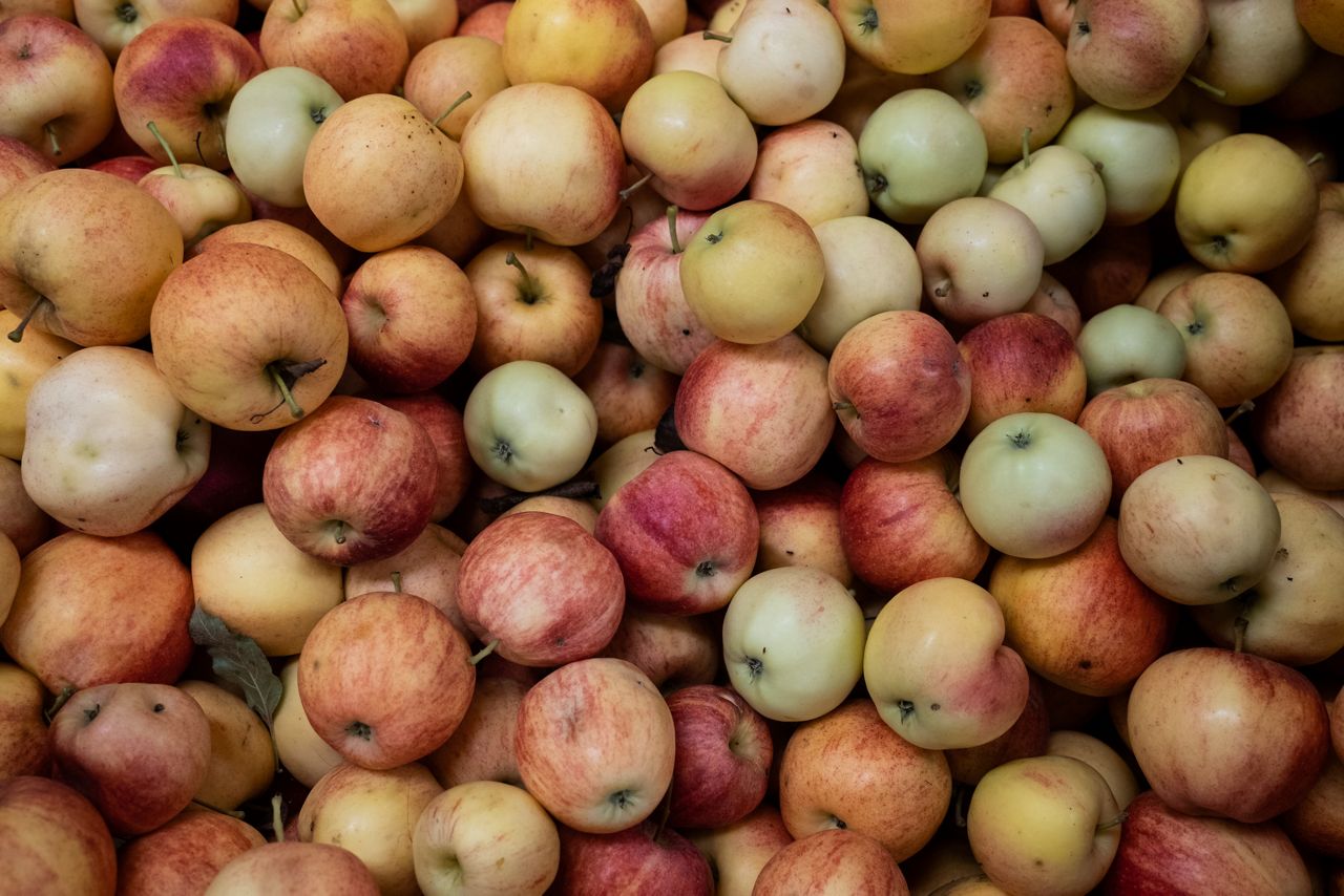 New York Cortland Apples - Landau's - Kosher Grocery Delivery in