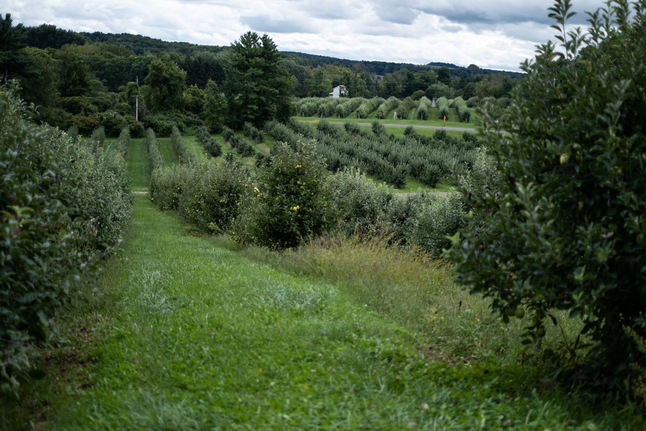 sun country apple orchard