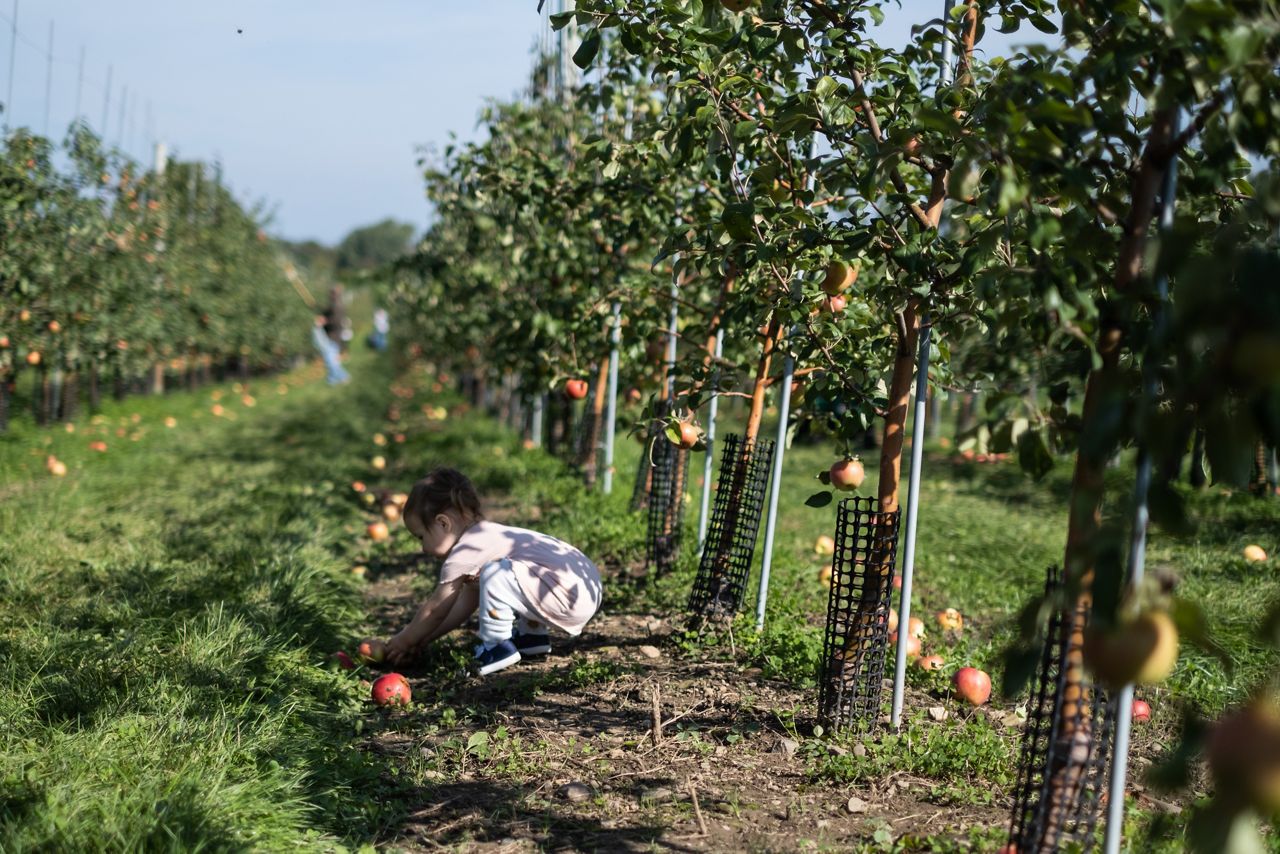 to fall 20 places to go apple picking in Upstate