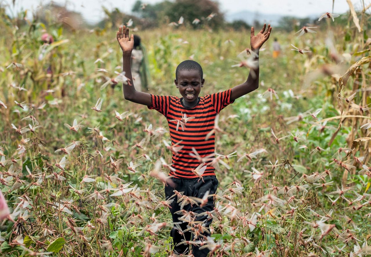 'This Is Huge': Locust Swarms Destroy Crops In East Africa