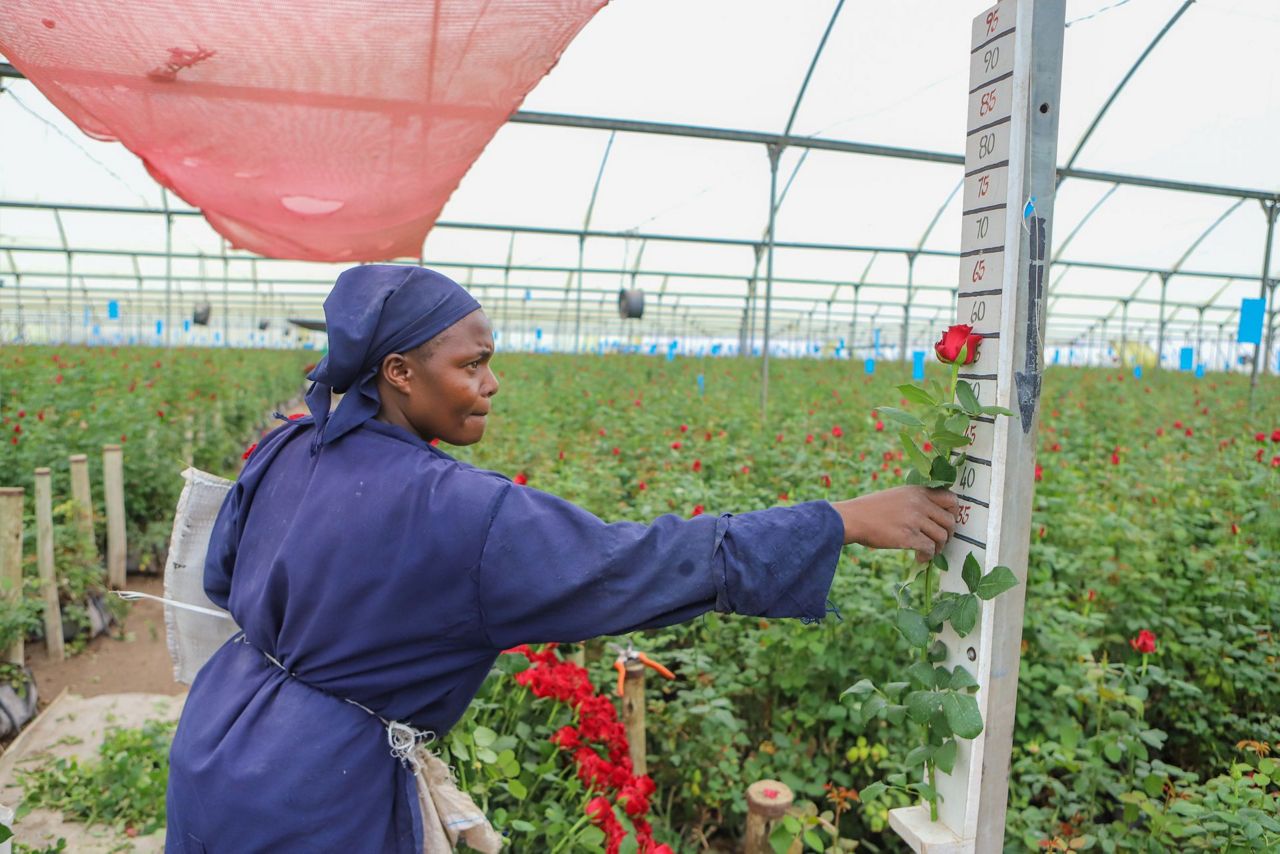 Kenya’s flower industry loses millions of dollars weekly due to the ...
