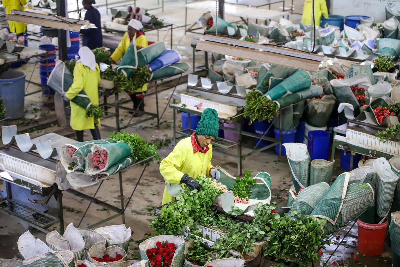 Kenya’s flower industry loses millions of dollars weekly due to the ...