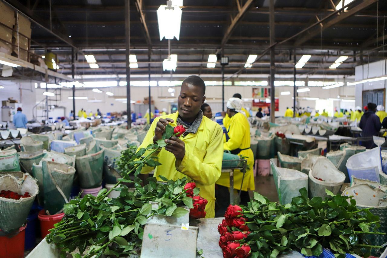 Kenya’s flower industry loses millions of dollars weekly due to the ...