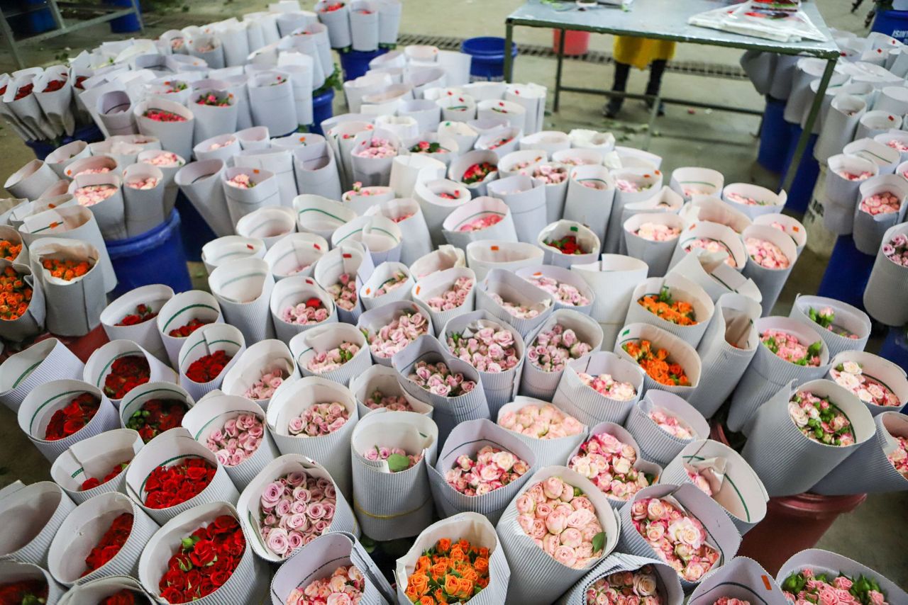 Kenya’s flower industry loses millions of dollars weekly due to the ...