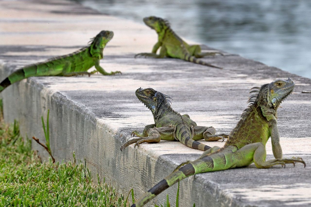 Reptile invasion Florida agency encourages killing iguanas