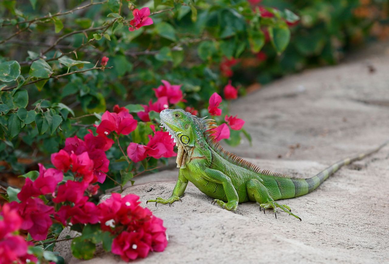 Reptile Invasion? FWC Urges Killing Iguanas