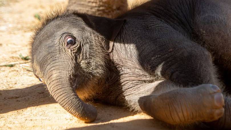 Houston Zoo's baby Asian elephant, Kirby, who was born on Nov. 15, 2024. (Courtesy Houston Zoo)