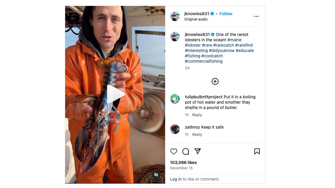 Lobster fisherman Jacob Knowles shows off a lobster a fellow lobster fisherman caught and gave to him. The lobster, nicknamed "Bowie," is half-blue in color, and has both male and female genitalia. (Jacob Knowles Instagram feed)