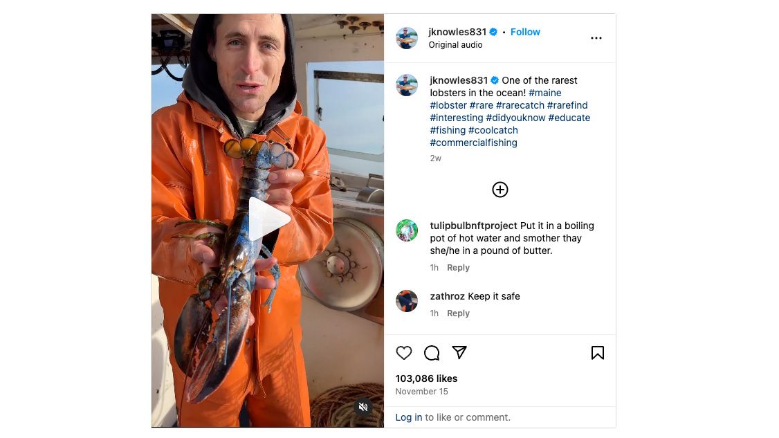 Maine lobsterman shows off rare bi-colored lobster