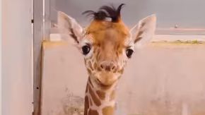 The Fort Worth Zoo announced the birth of a baby giraffe named Korbel on Thursday, Jan. 18, 2024. (Fort Worth Zoo)