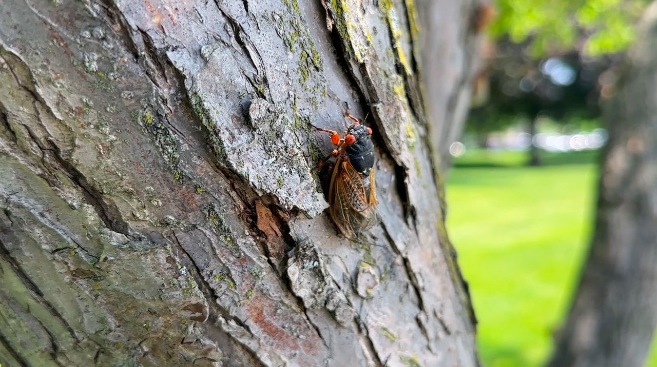 DNR says harvesting cicadas from state parks is illegal