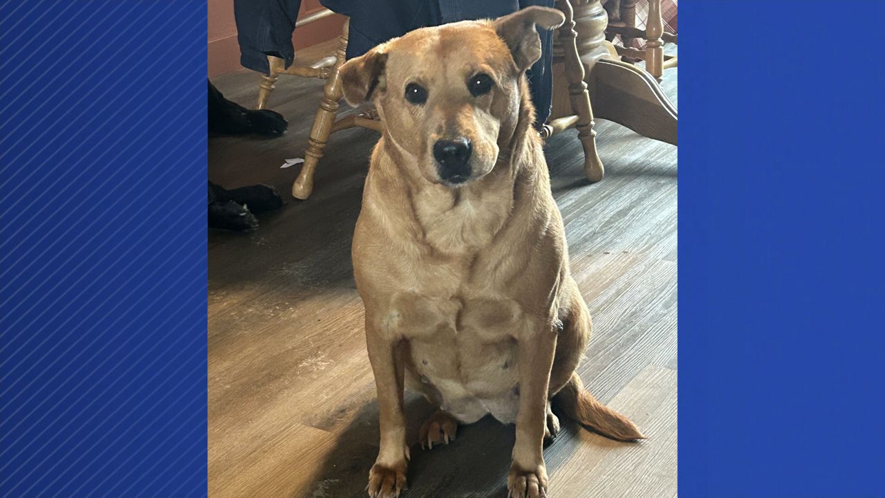 Ohio family reunited with dog after weeks missing in Mass.