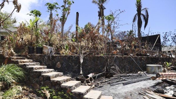 Arborists are encouraging Lahaina homeowners to preserve healthy, viable trees on their properties. (Associated Press/Marco Garcia, file)