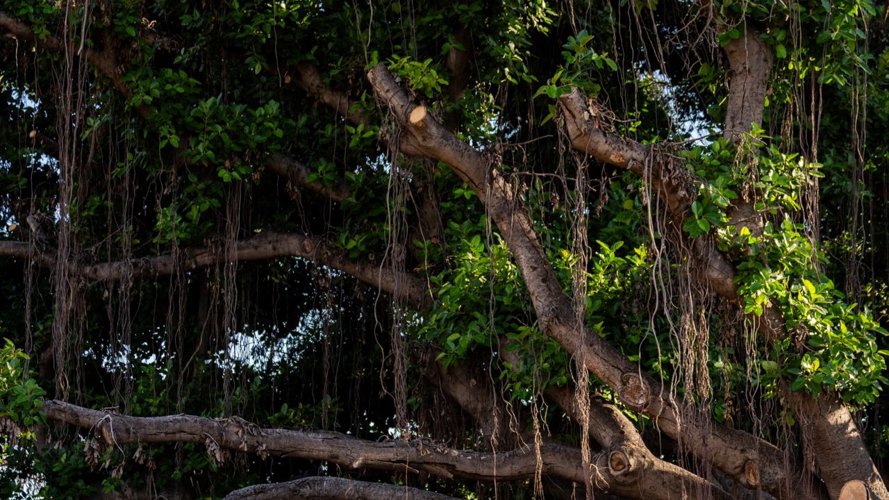 New growth is seen on the historic banyan tree on July 6, 2024, in Lahaina, Hawaii. (AP Photo/Lindsey Wasson)