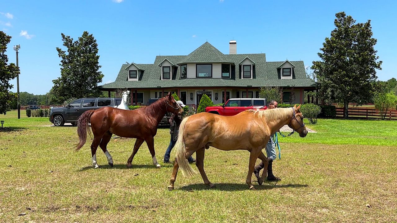 Groveland Lakota sanctuary saves unwanted, mistreated horses