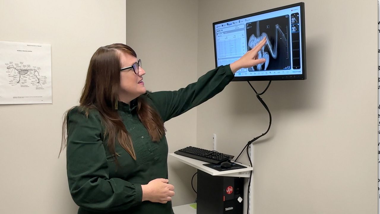 Kristen Lamb, executive director at the Center for Wildlife in York, point to an x-ray showing the broken wing of a bald eagle in the center's care. The eagle was struck by a passing vehicle on Interstate 295 near Gardiner last month. (Spectrum News/Sean Murphy)