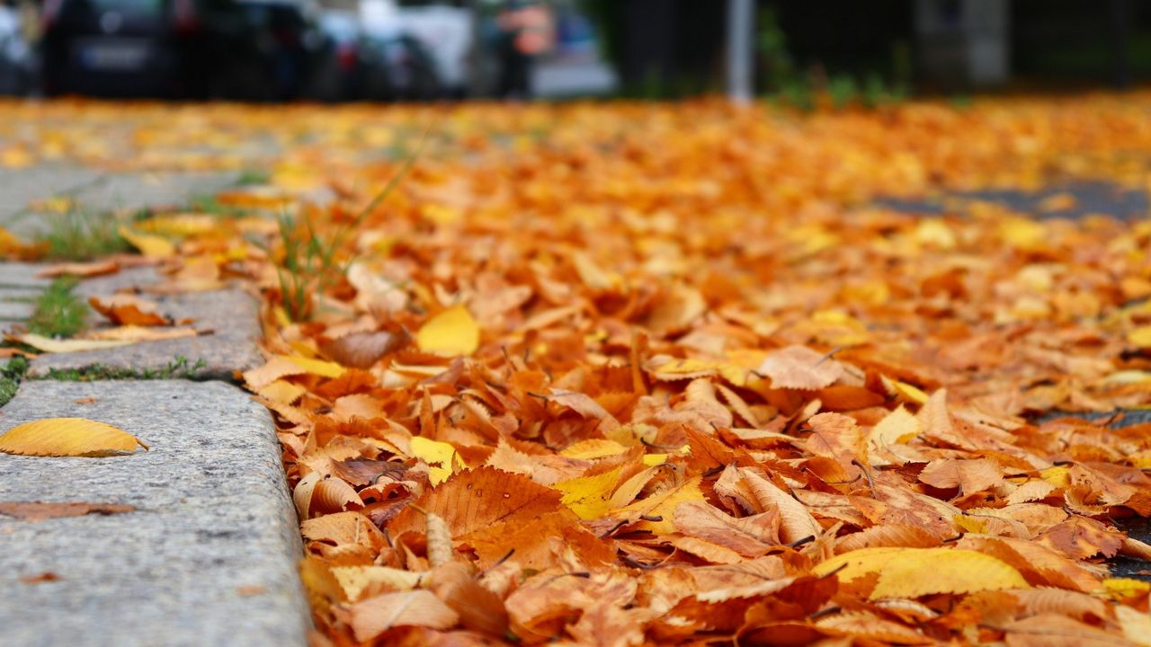 Akron unveils leaf removal tracker, times for pickup.