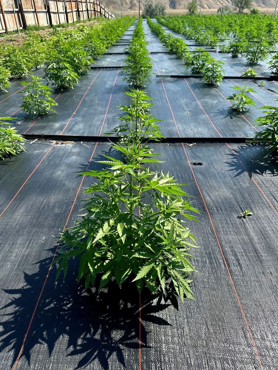 Washington legal marijuana farms get back to work after pesticide