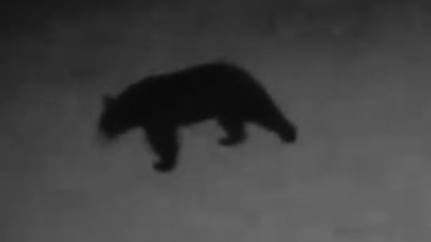 Lewiston police say this bear was spotted on a home security camera in a neighborhood near Bates College. (Lewiston police)